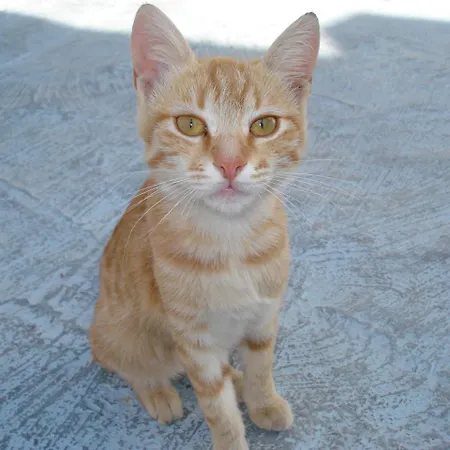 Blue Horizon 3* إيوس خورا