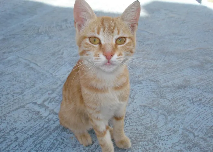 Blue Horizon 3* Chora (Ios)